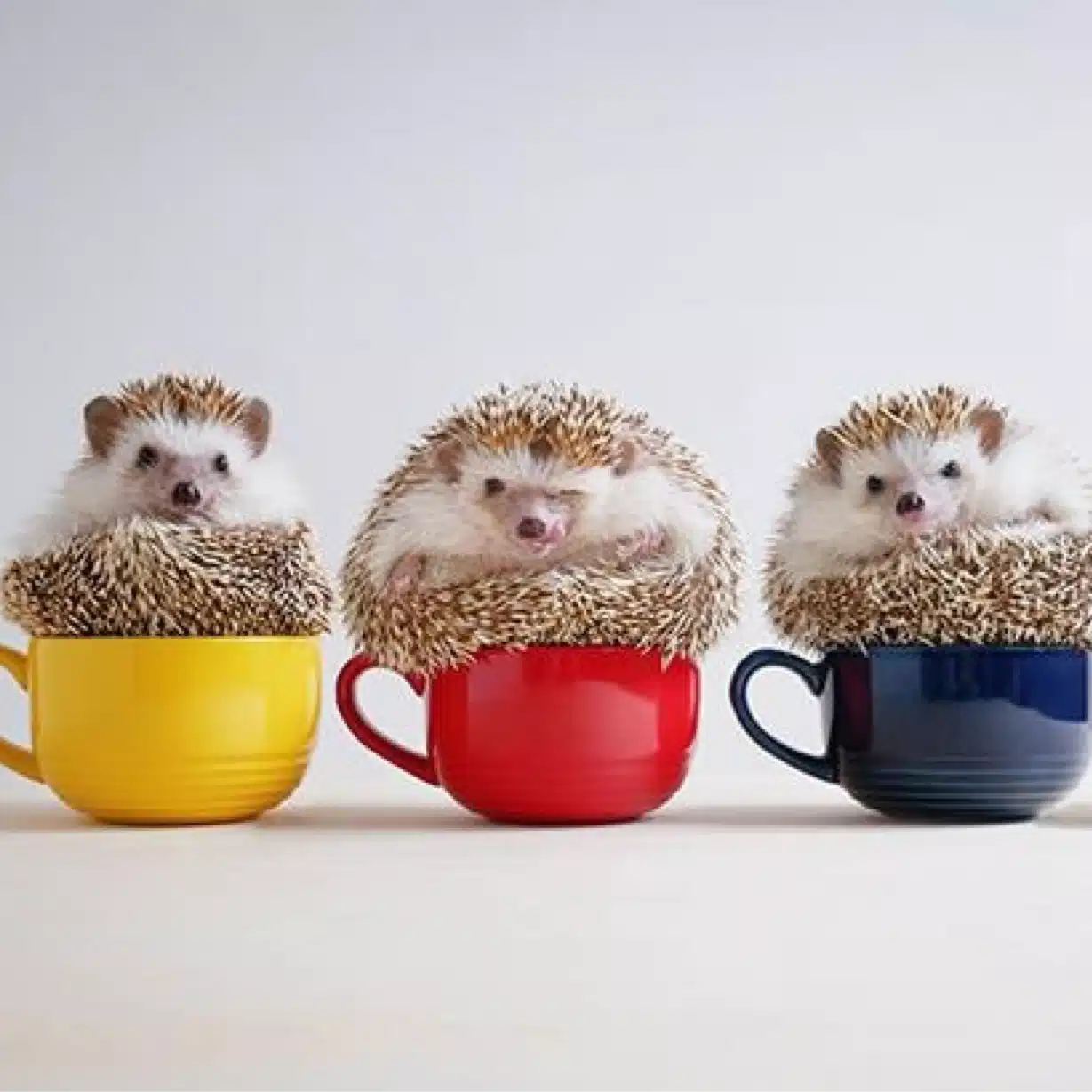 ハリネズミ