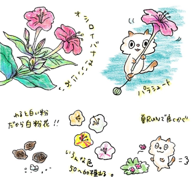 オシロイバナいい匂い あだちあぶ Note オシロイバナいい匂い あだちあぶ Note