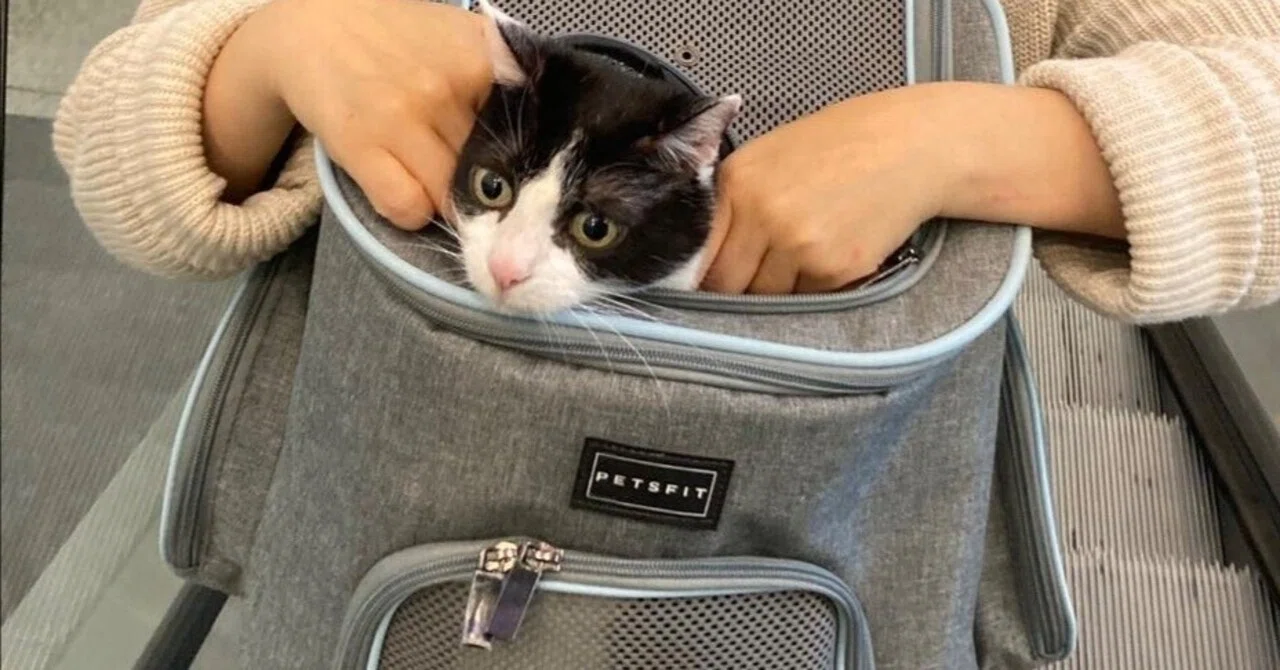 猫と飛行機の旅 Part4 Fliegen mit Katze｜Miki Uesato