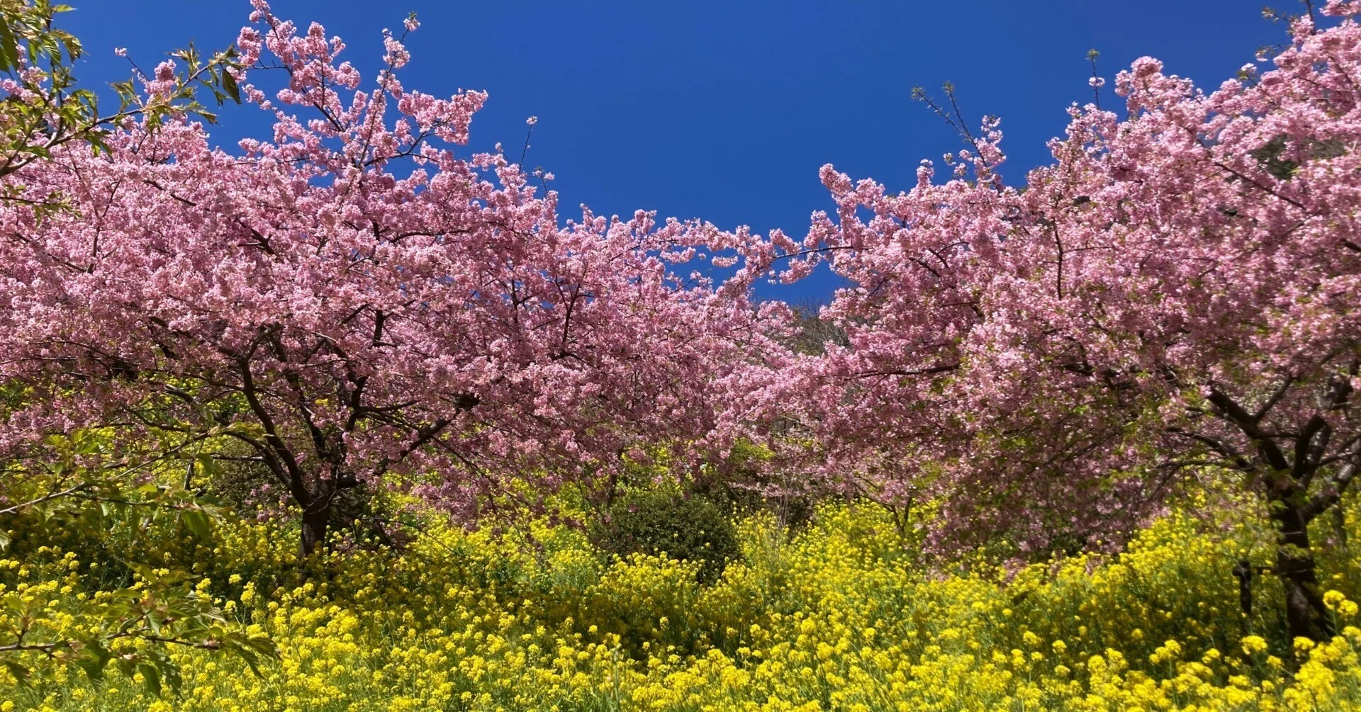 March] To the Tunnel of Cherry Blossoms and Rapeseed Blossoms to