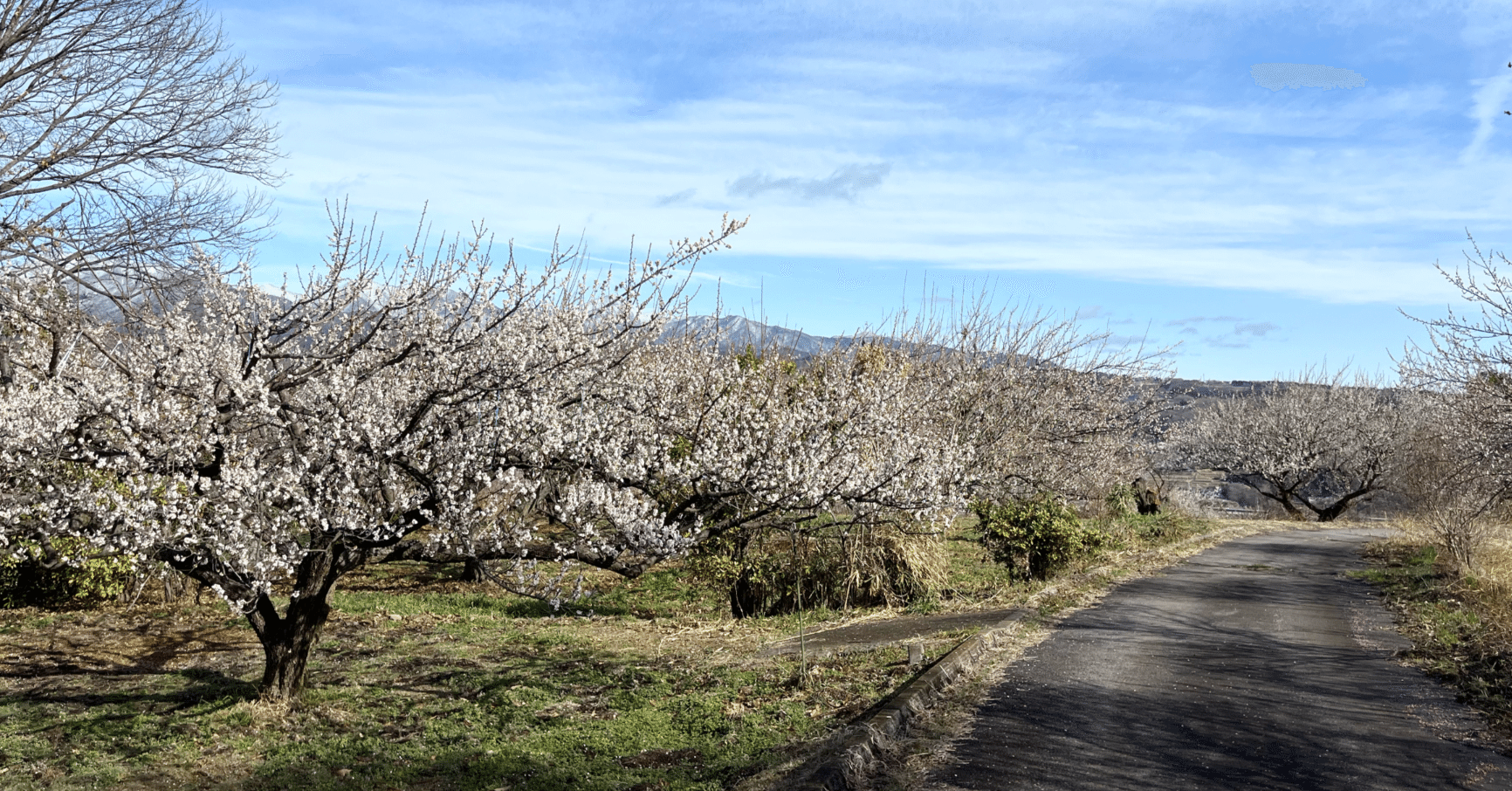 2024行ってみた梅林（関東）｜minoka