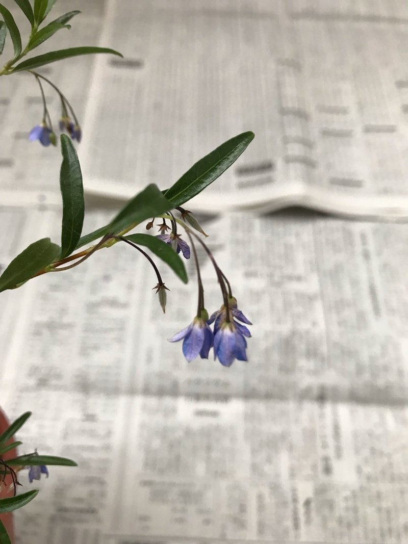 植物きろく２９ オーストラリアの植物 ポトス Note