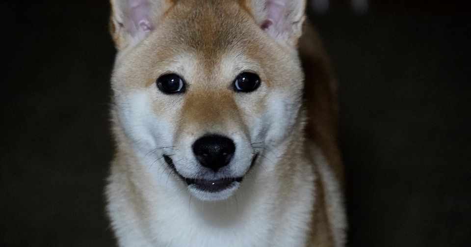 出会いは突然に 柴犬おすしと猫のおでん Note