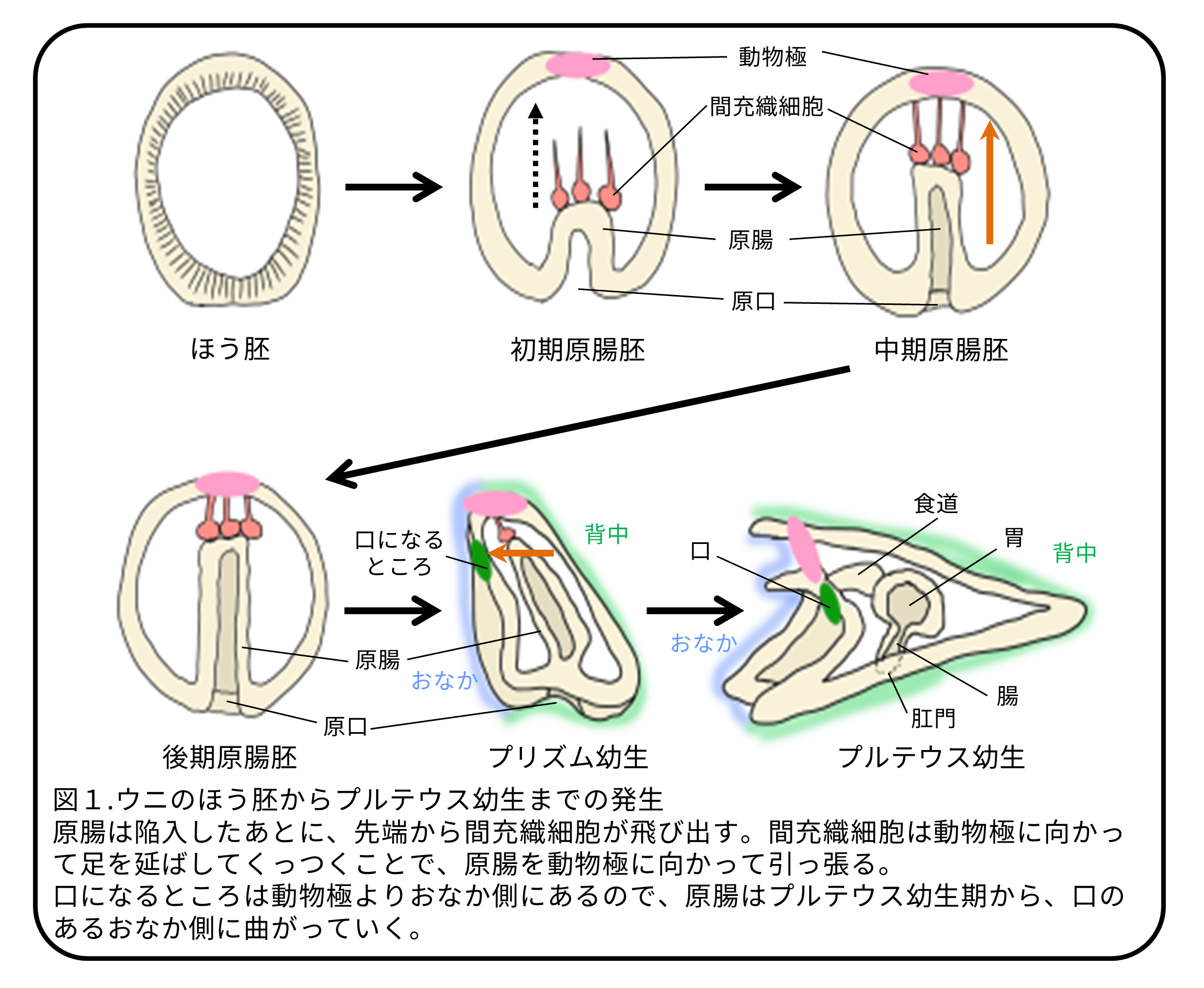 原腸