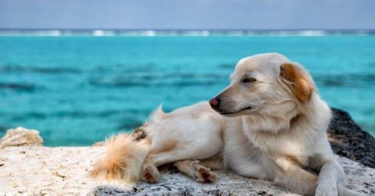 犬に襲われ悲劇防ぐ法案 bcf 宮咲アンナ Note