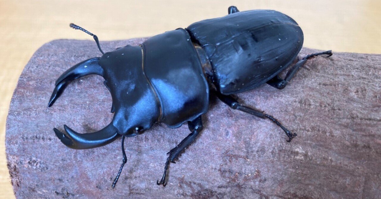 お仕事のご紹介】日本最大種現る！！｜リハスワーク瀬戸