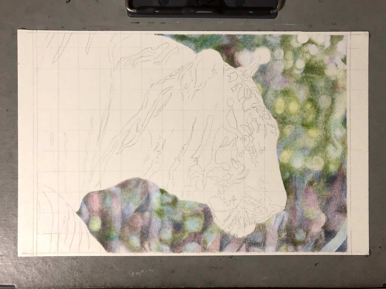 色鉛筆でトラ描きました。｜安部祐一朗 Yuichiro Abe