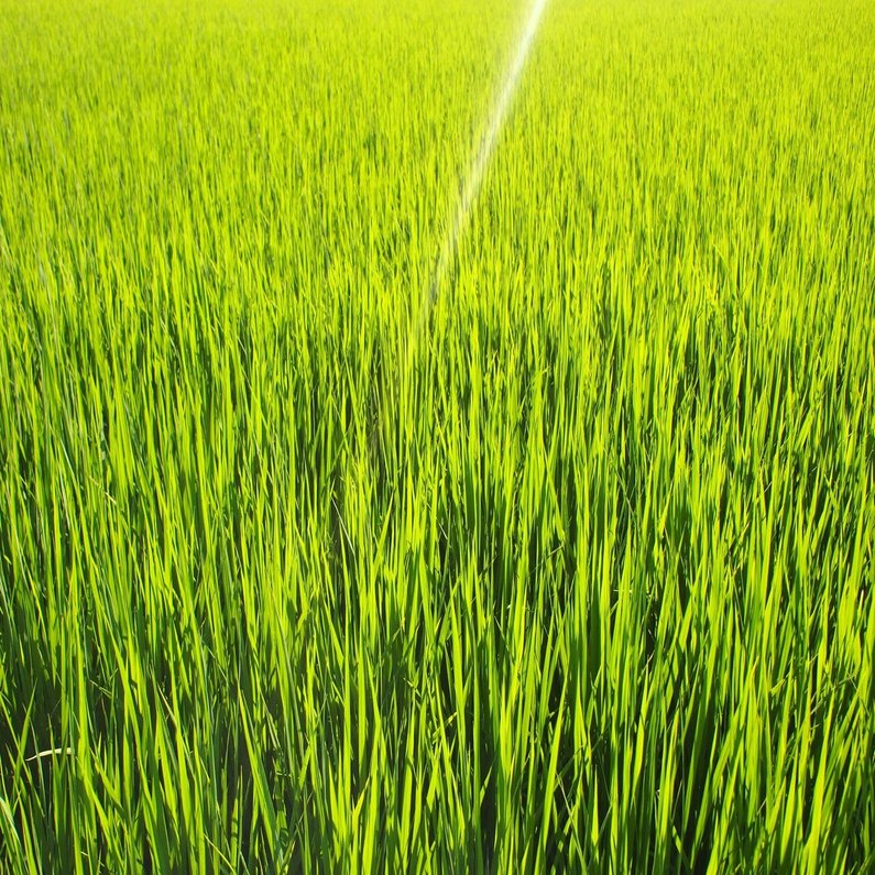 田んぼが好きな理由 Paddyfield Note