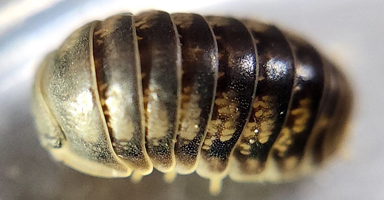 セグロコシビロダンゴムシ(Spherillo dorsalis)｜D