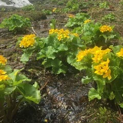 美津濃商法の秘密　松下イズムの源流ここにあり＊厚田昌範＊こう書房　　#画文堂 元会津藩士の書翰を翻刻出版｜山本竜也