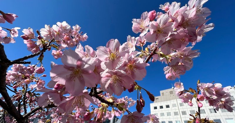 わが家のバルコニーの河津桜が満開！　ひと足早い春です。