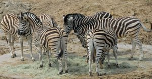 チャップマンシマウマ図鑑 Chapman's Zebra｜M_ayumi