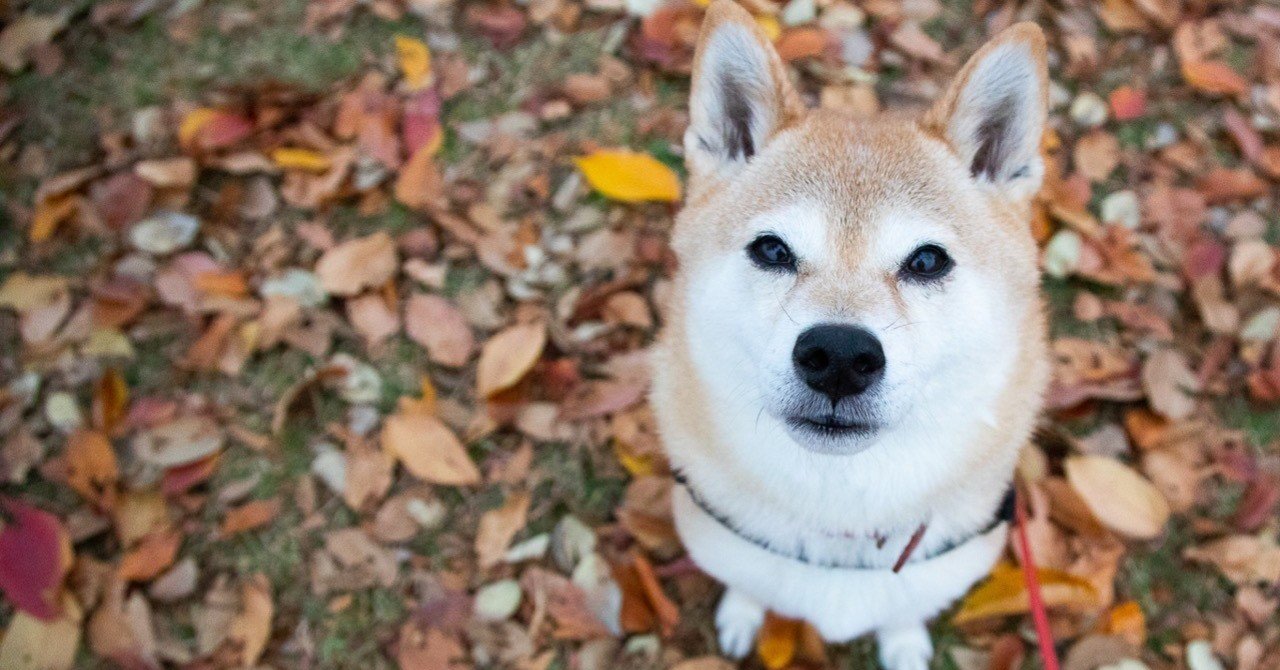 動物のカメラ目線を強要し過ぎない方がいい訳 Fuku Murakami Note