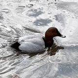 山椒わさびトウガラシ