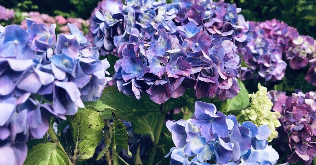 子ども法の基本構造と憲法上の親の権利 を読む 弁護士古賀礼子 Note