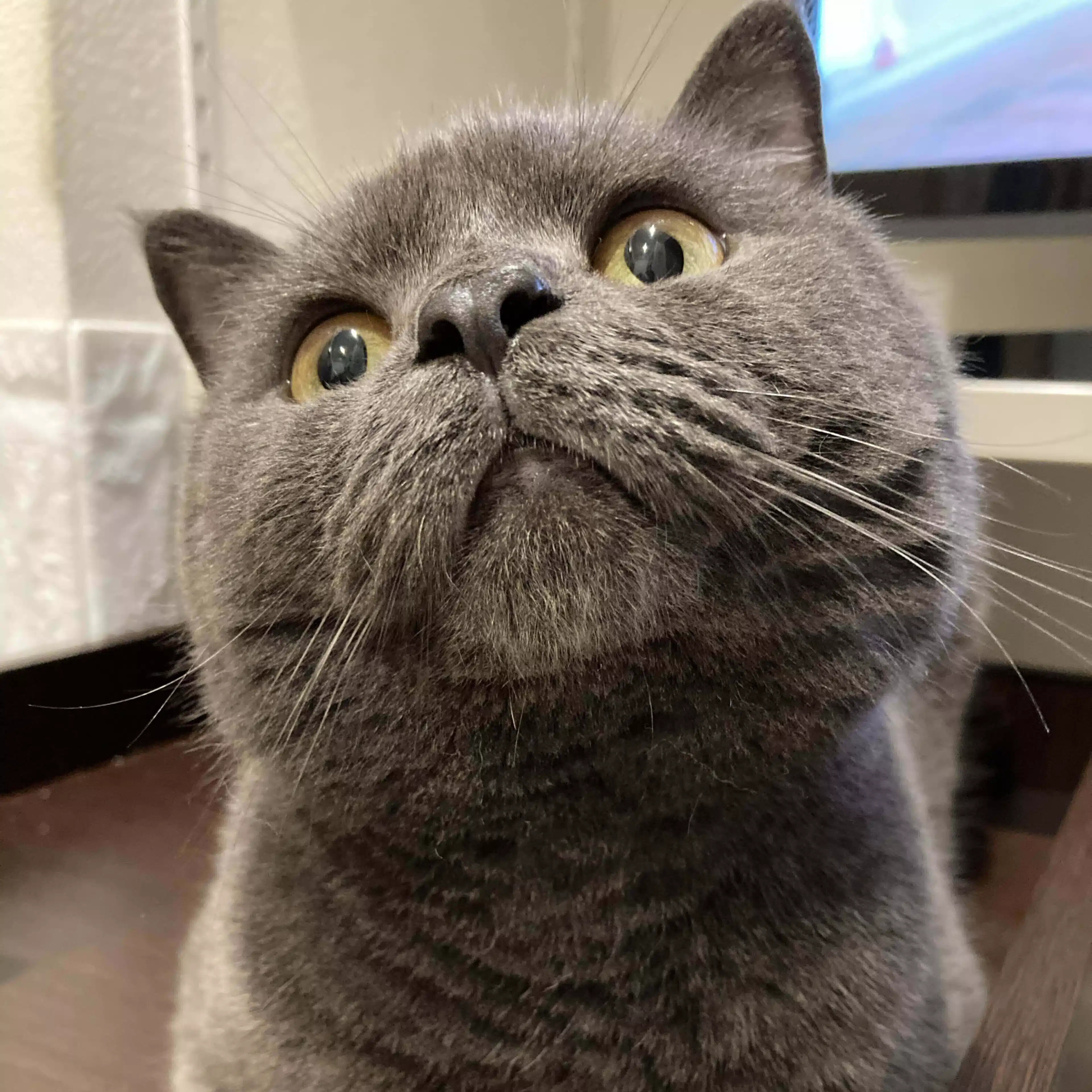 猫と本とコーヒー