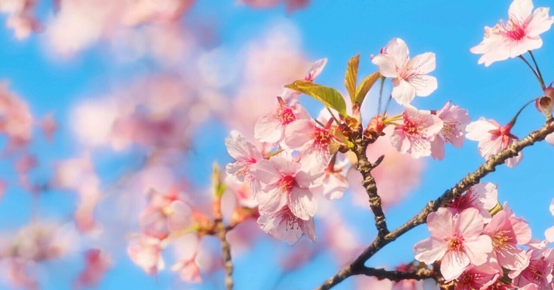 幻想桜譚　～春を乞うもの～