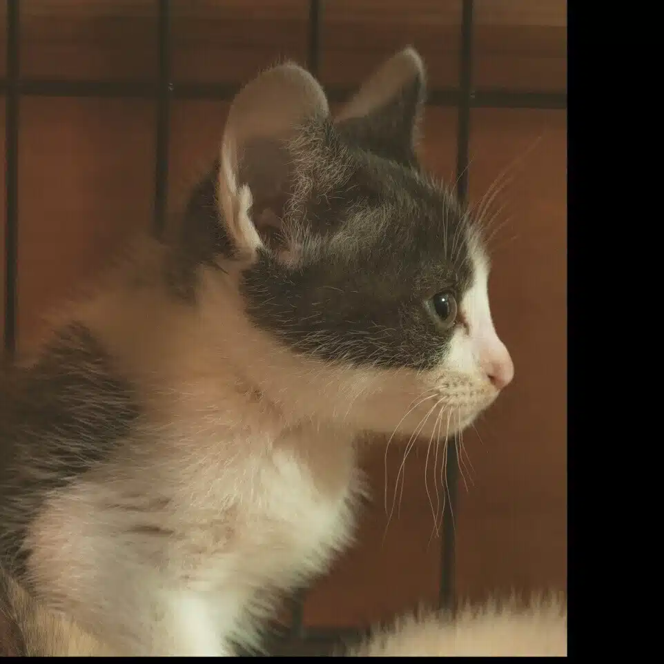 はるのぼん