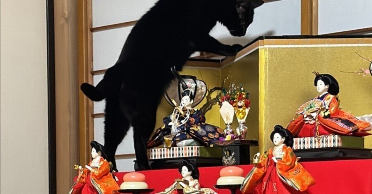 ひな飾りの最上段まで登りきった黒猫ちゃん、あろうことか金屏風にまで