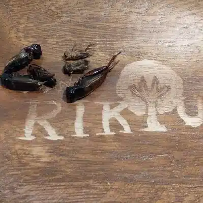 昆虫食レストラン　RIKYU