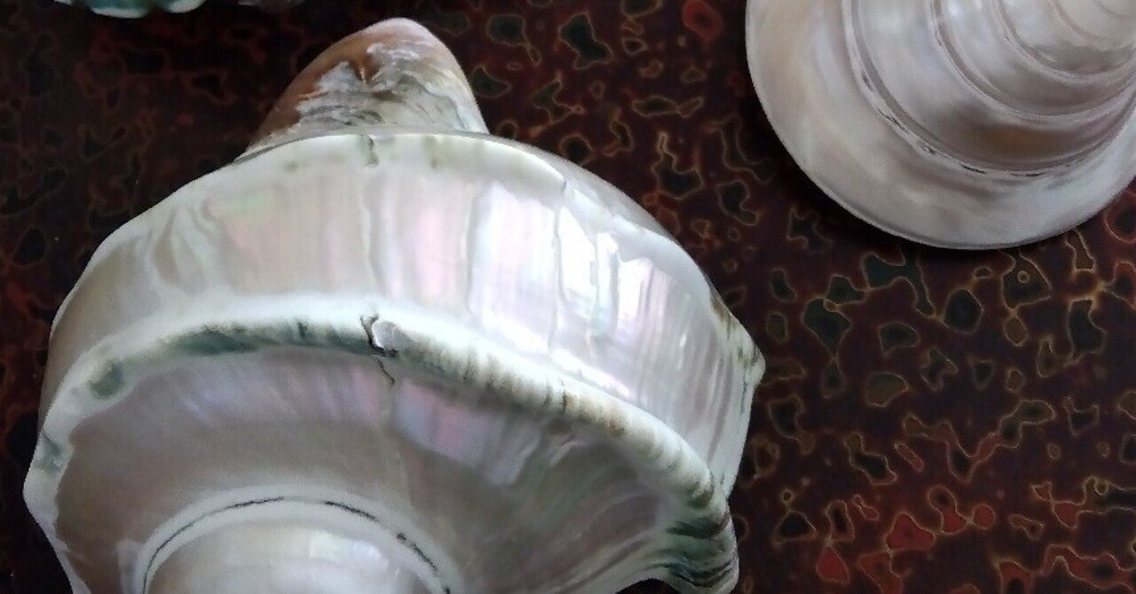 La nacre ヤコウガイとタカセガイの貝殻｜SAITOSHIN1