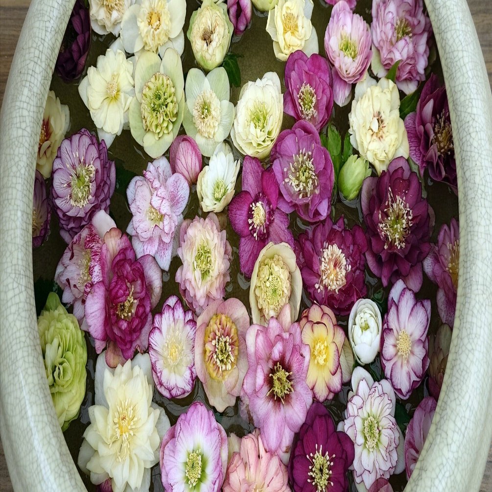 大賞作品の見学〜加藤農園｜シニアスタイル109Ⅱ