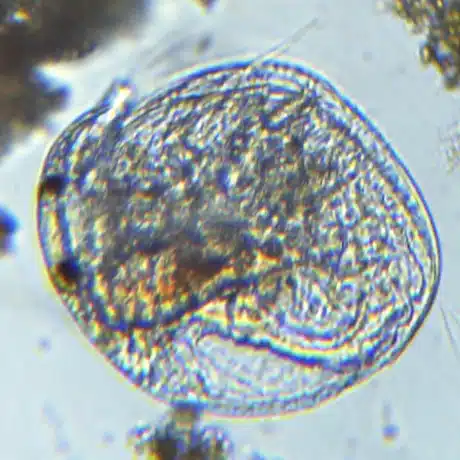waterFlea