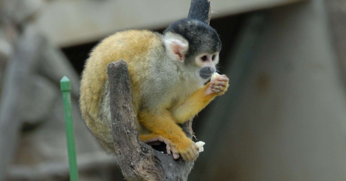 333f47091d9c90d29faa94996d901f