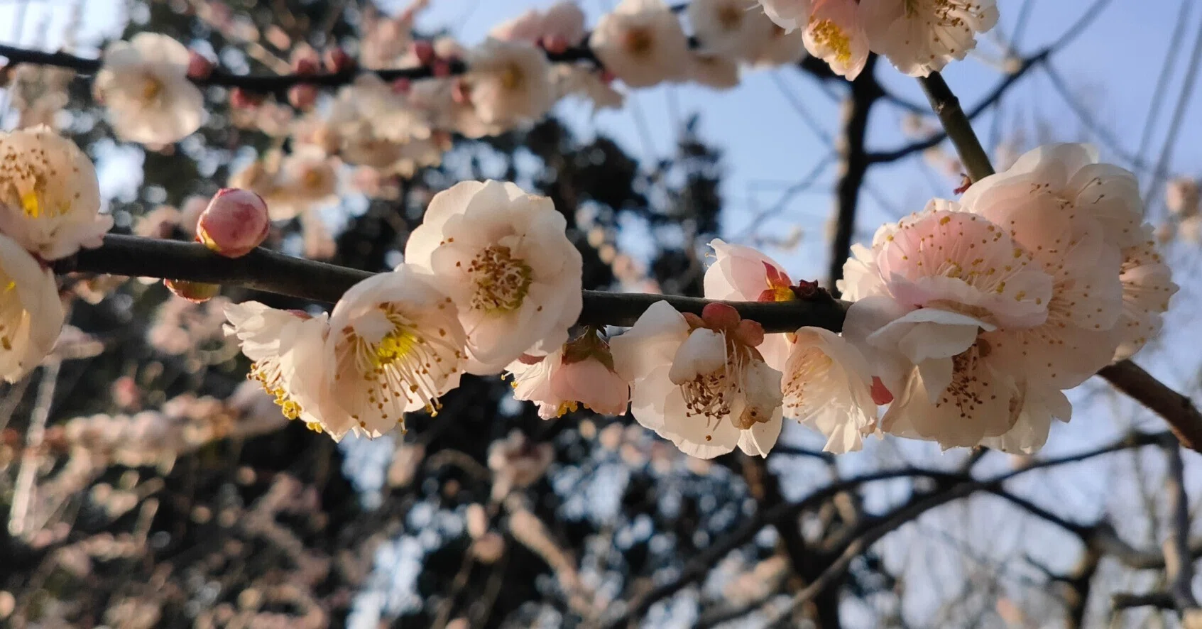 いまが見頃の上海「世紀公園」で梅の宴を楽しもう！｜小羊（シャオヤン