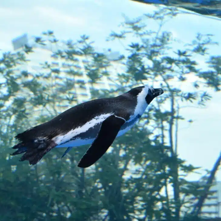 鰻