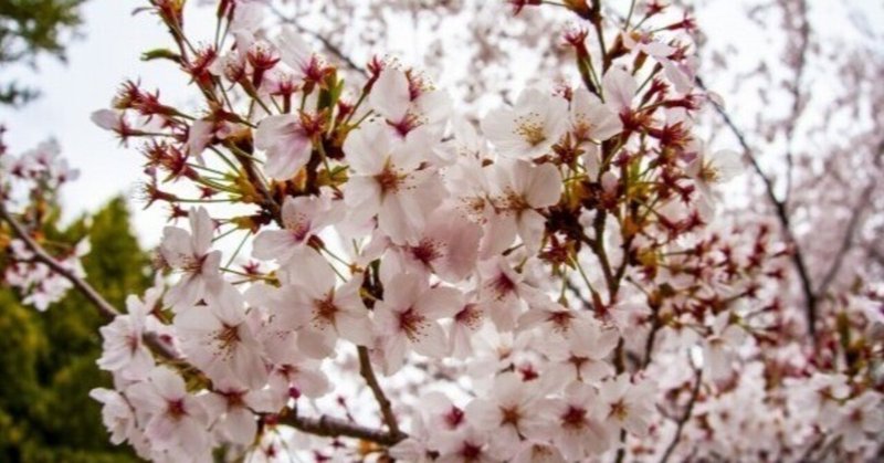 桜のバレッタ