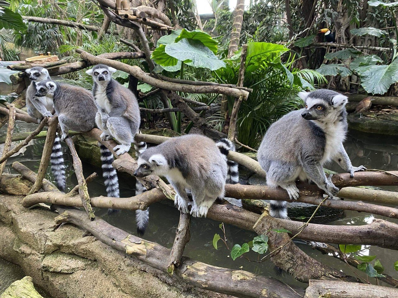 ワオキツネザルの見分け方｜那須どうぶつ王国公式note