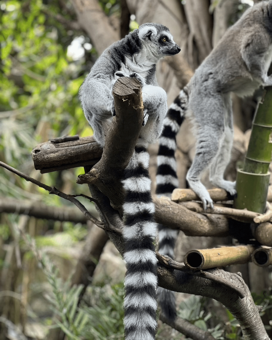 ワオキツネザルの見分け方｜那須どうぶつ王国公式note