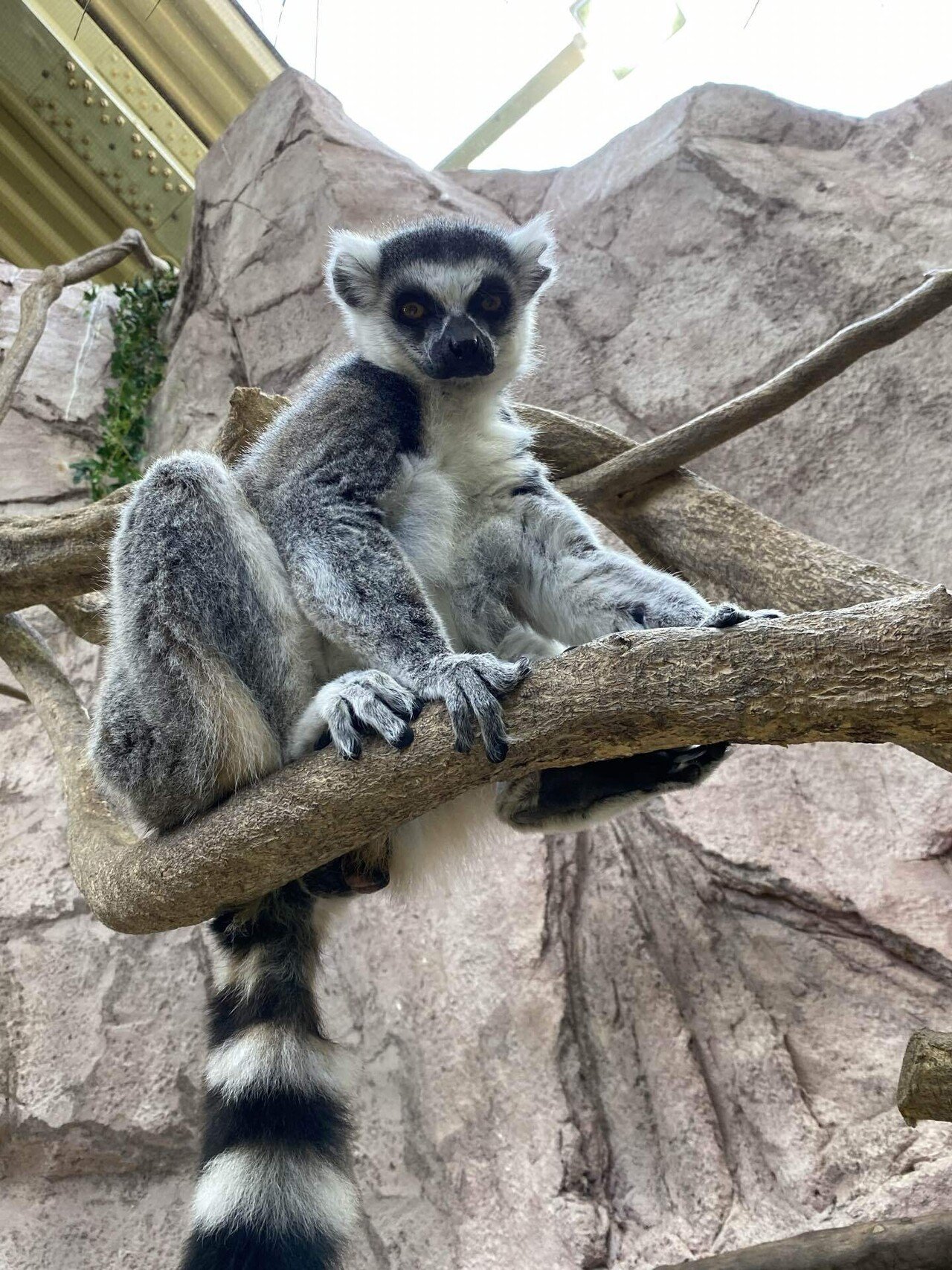 ワオキツネザルの見分け方｜那須どうぶつ王国公式note