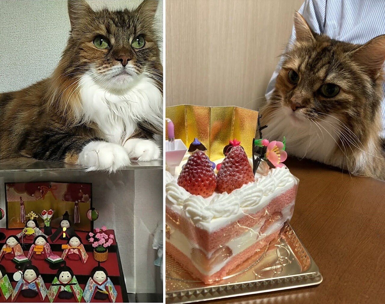 雛祭りケーキとひな人形を襲う猫