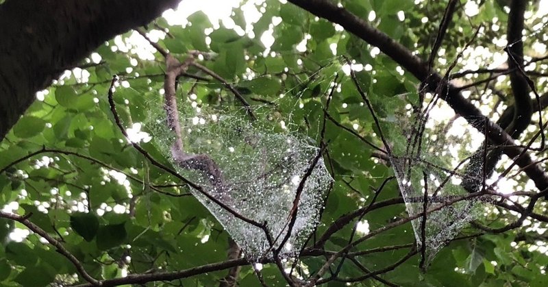 色んな蜘蛛の巣の形で見る獲物のの違い クッキー 自然案内人風のオアシス Note