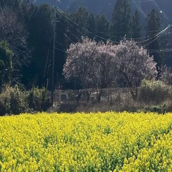 初春の風物詩｢“かかし農園”の菜の花 2024」(三重県北牟婁郡紀北町