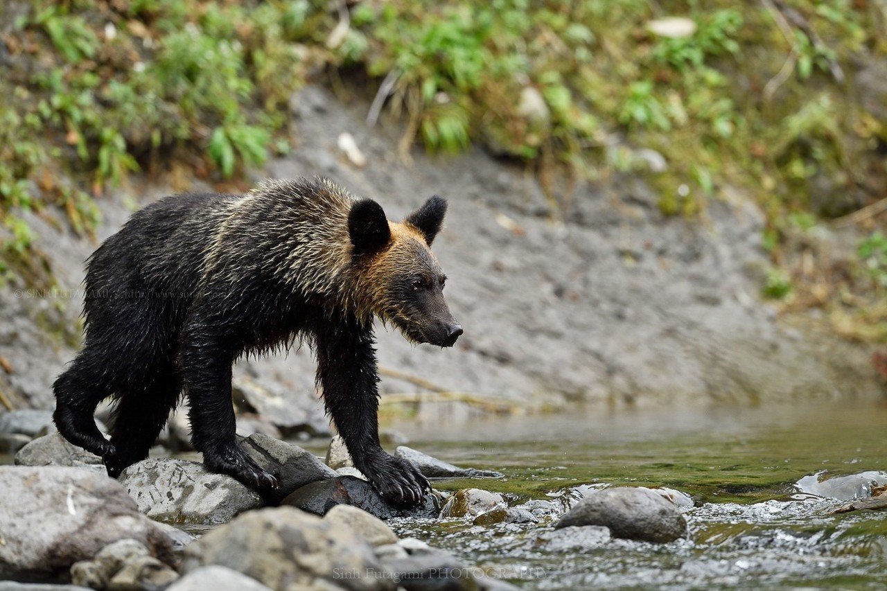 ヒグマはなぜ 山に登るのか 06 Sinh Note ヒグマはなぜ 山に登るのか 06 Sinh Note