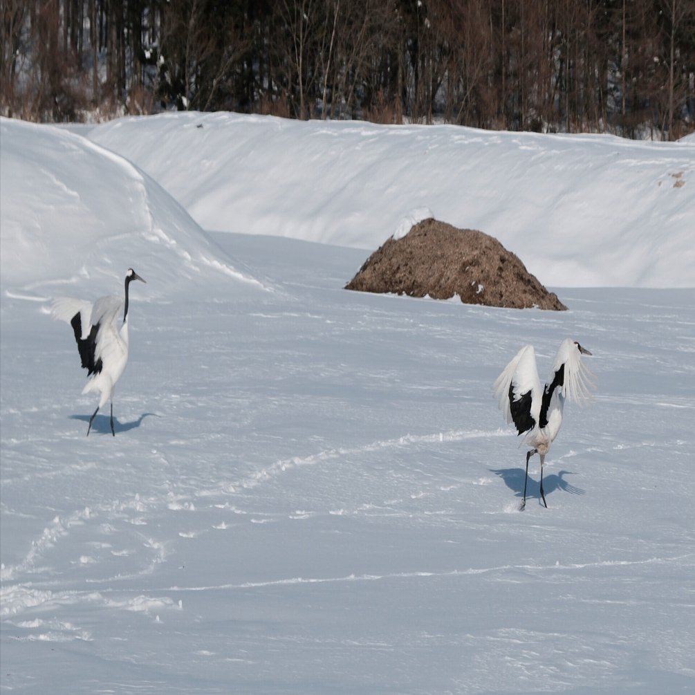 ●【訳アリ】　Tundra　他言語　１枚 ○【訳アリ】 Tundra 他言語 1枚 ○【訳アリ】 Tundra 他言語 1枚 -