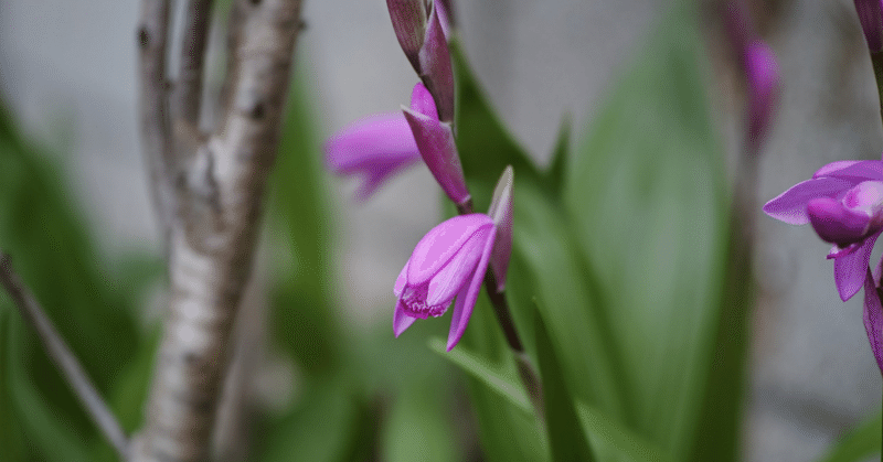 分かるとは何か。（無経験的純粋性における）