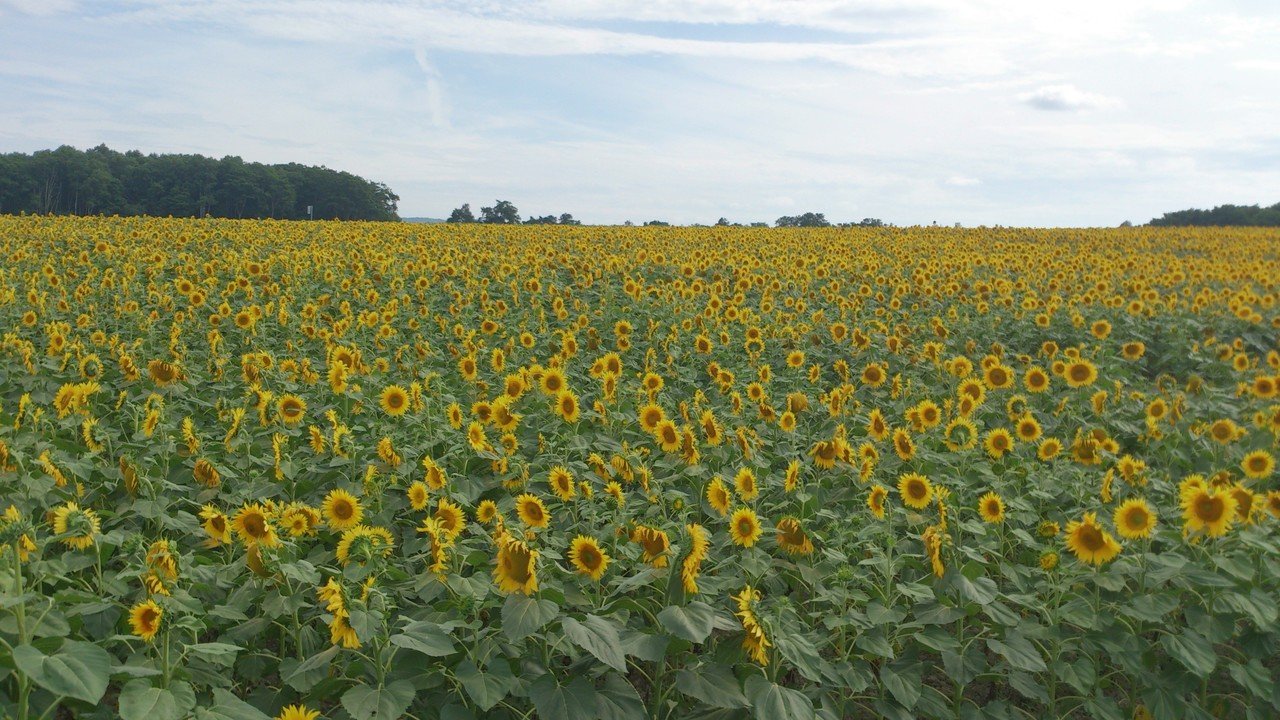 北海道の写真 日本一のひまわり畑 幸野つみ Note 北海道の写真 日本一のひまわり畑 幸野つみ Note