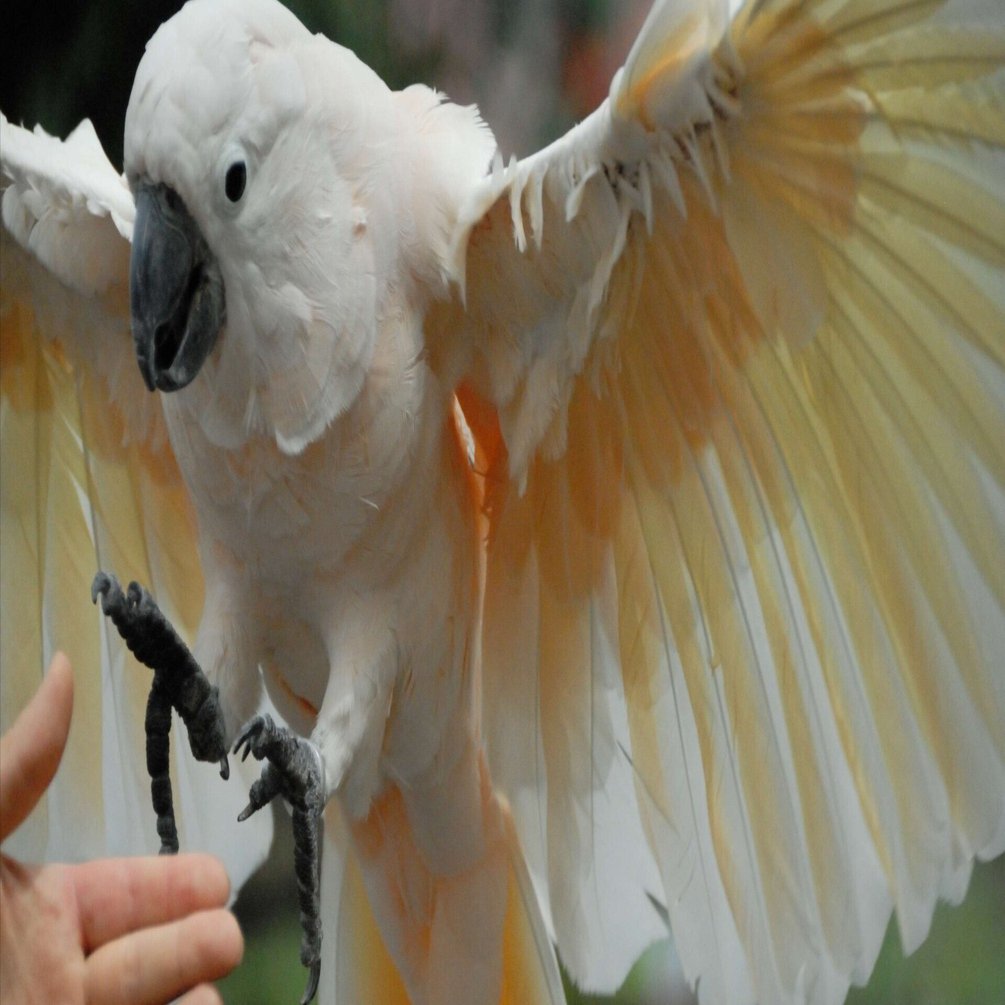 オウムの一種｜オオバタン Red-crested Cockatoo｜M_ayumi