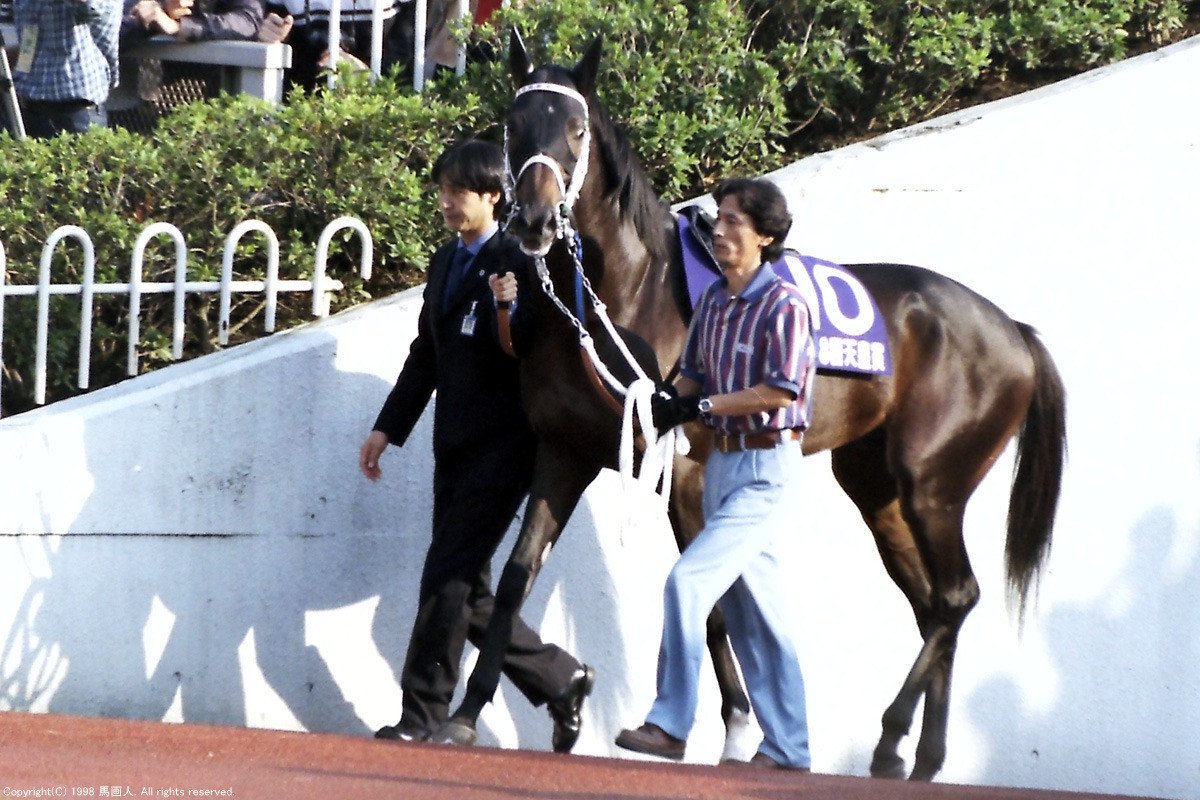 ステイゴールド急死 21歳で 競馬界に損失 馬画人 まがじん Note