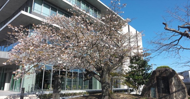 島田帯桜とカフェユノートル