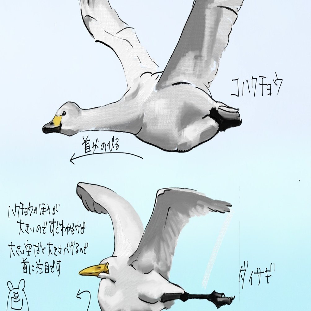 空を舞う白い鳥の見分け方｜くますけ｜自然ガイド・クリエイター