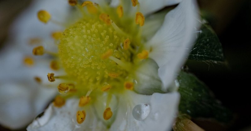 植物的生活ー僕のボタニカル・ライフー