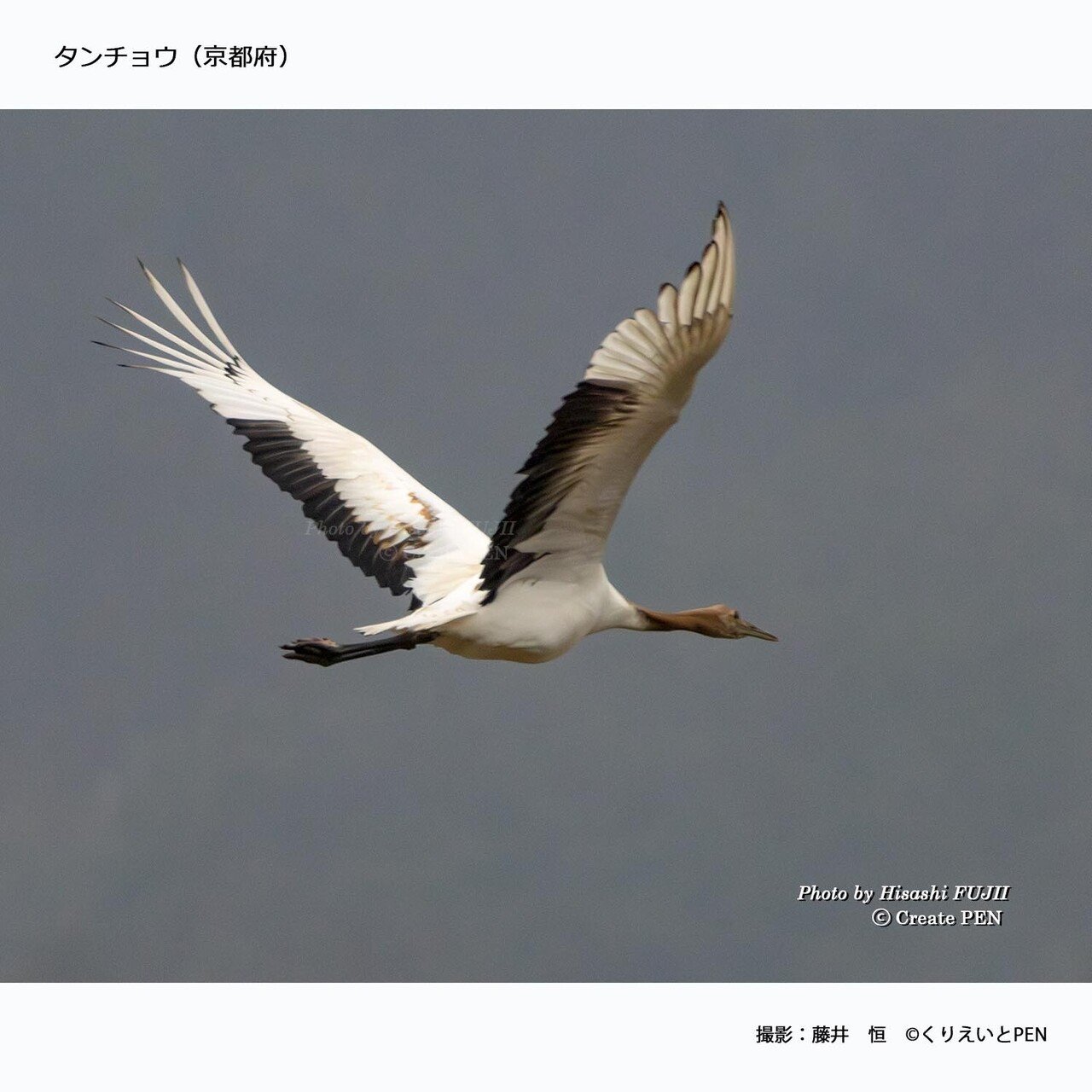 fujii_photo_タンチョウ_京都府_2024_300_02