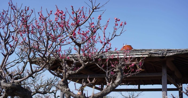 春の訪れ＠岐阜県安八町