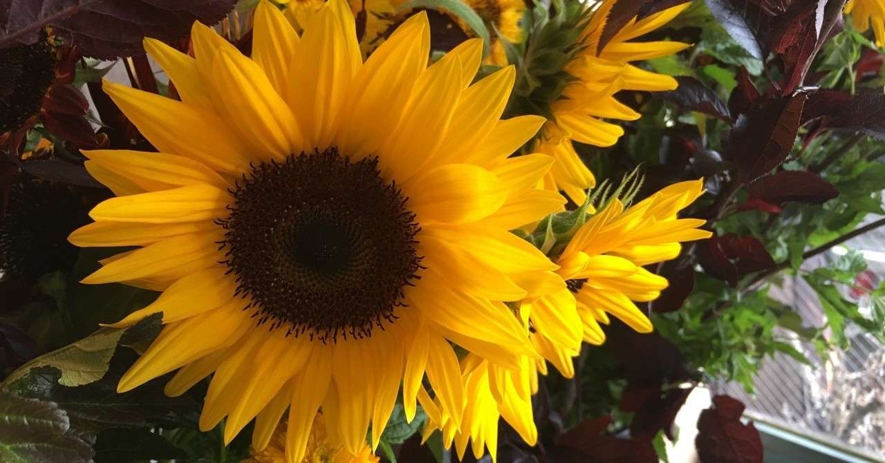 スイカが運んできた母の心遣い 千花物語 Note
