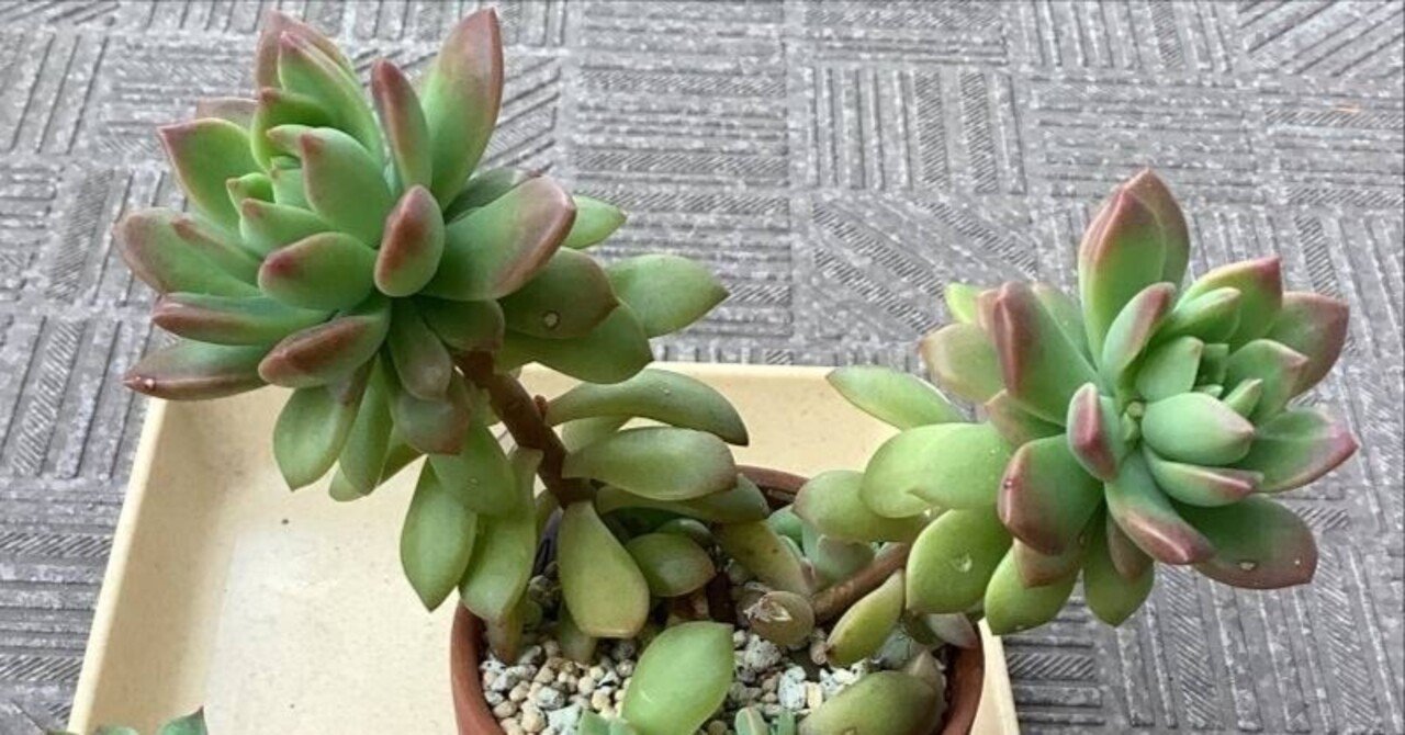 マッコス（エケベリア属）｜ひなよっこ